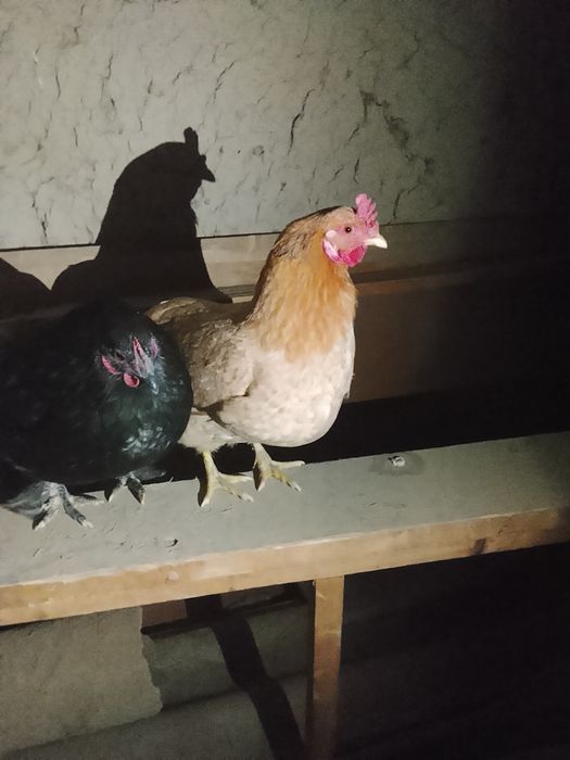 Один курочка другой петух