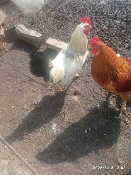 Продам молодых петухов