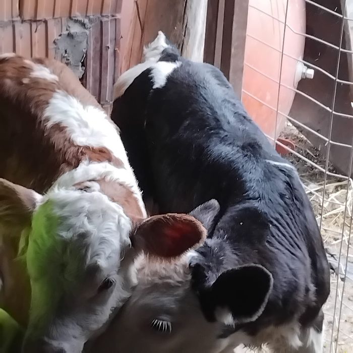 Vând 2 vitei Bălțați