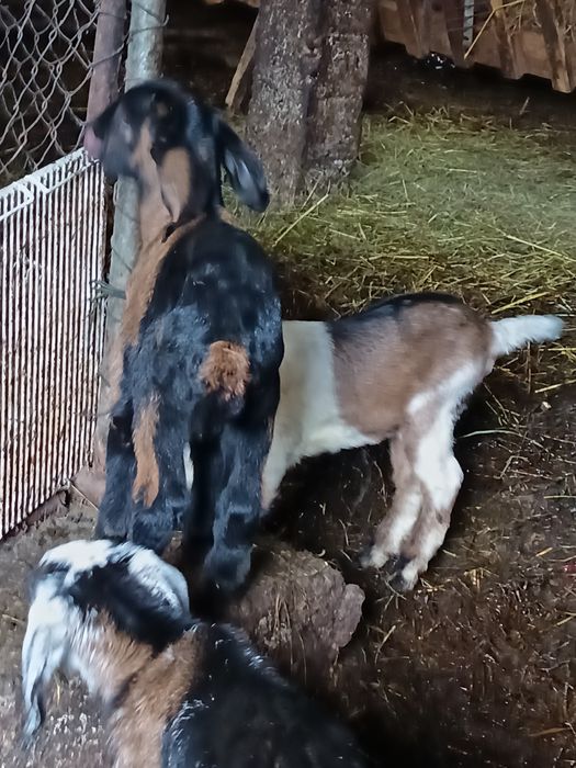 Lapte de capră anglo-nubian fără miros