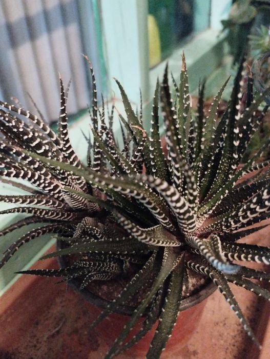 Цветы распродажа