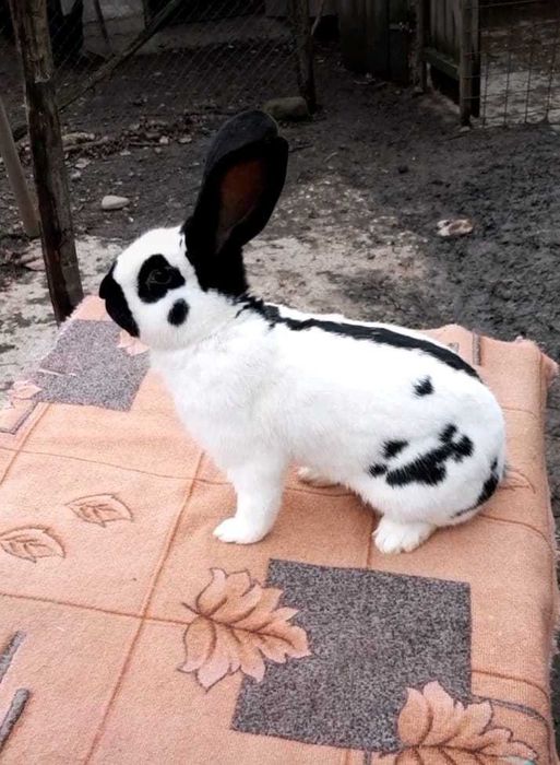 Mascul Fluture German