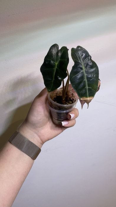 Детки алоказии Полли