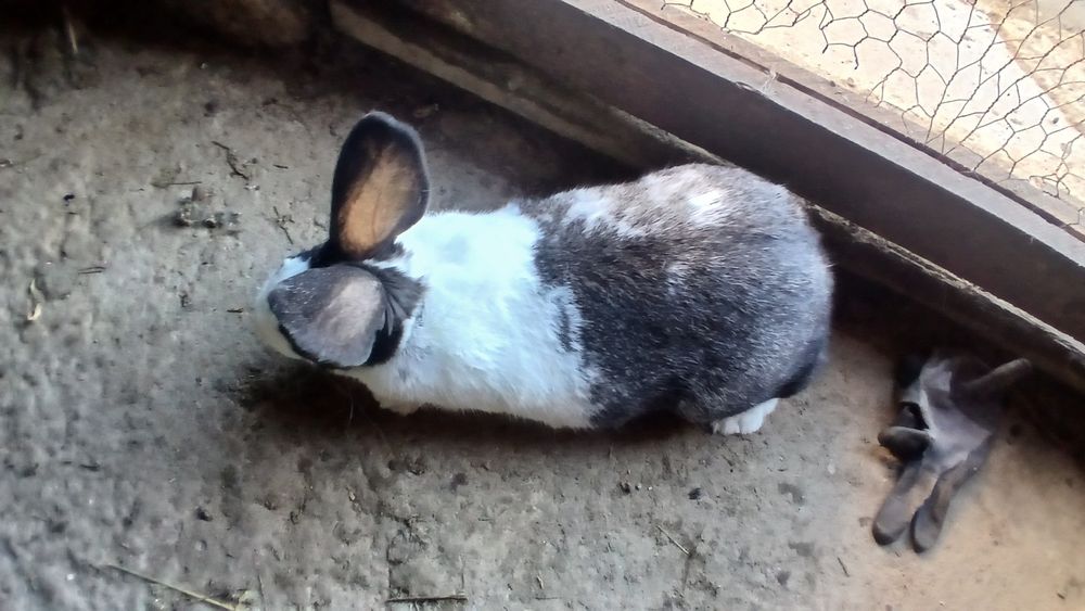 Vând iepuri hycole francez