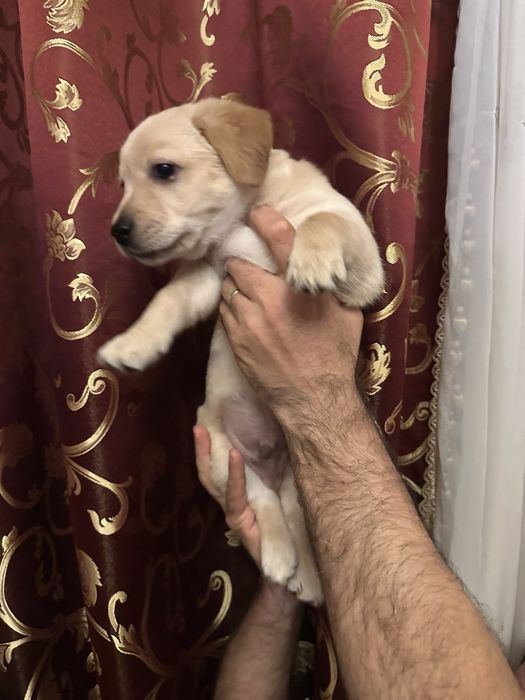 Отдам в добрые руки щенка