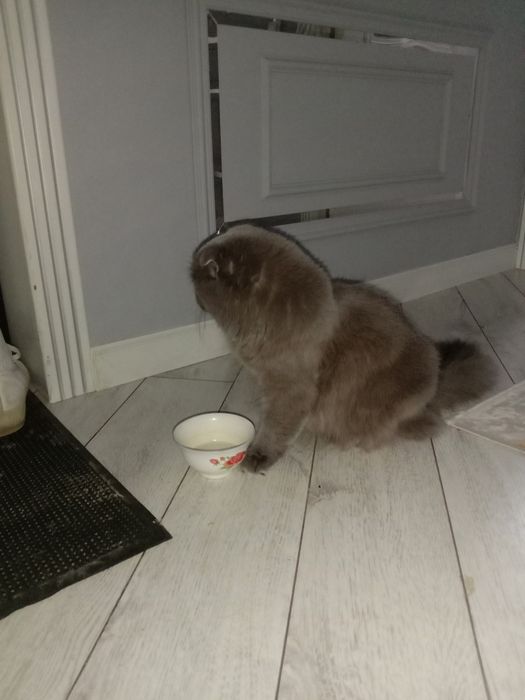 Үйдің мысығы парода басқа