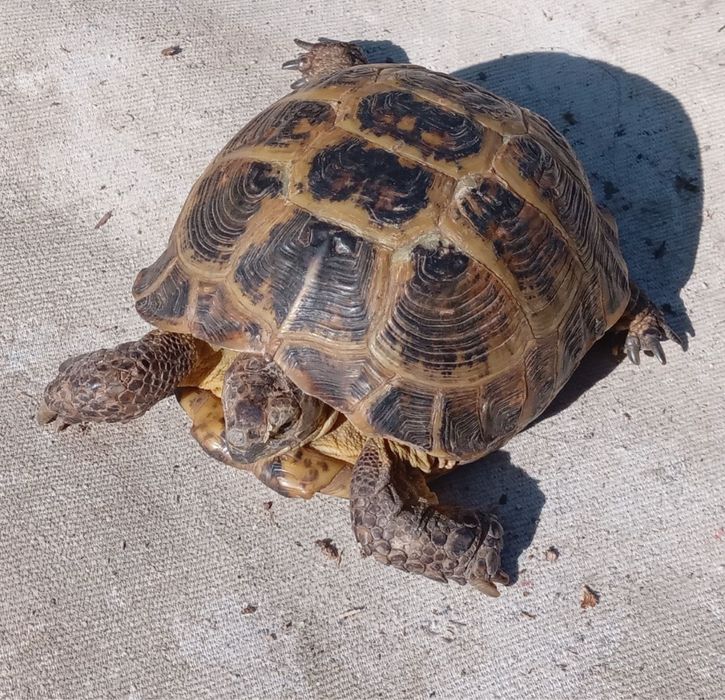 Черепаха сухопутная