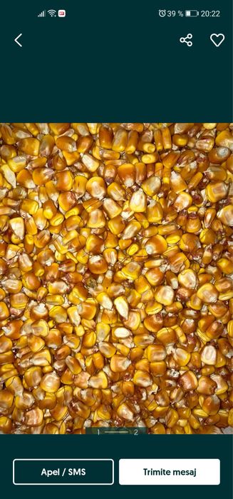 Vand porumb boabe productie 2025