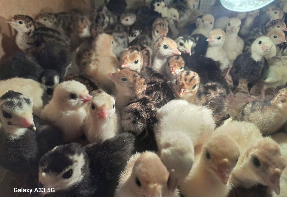 Курка жужалари сотилали