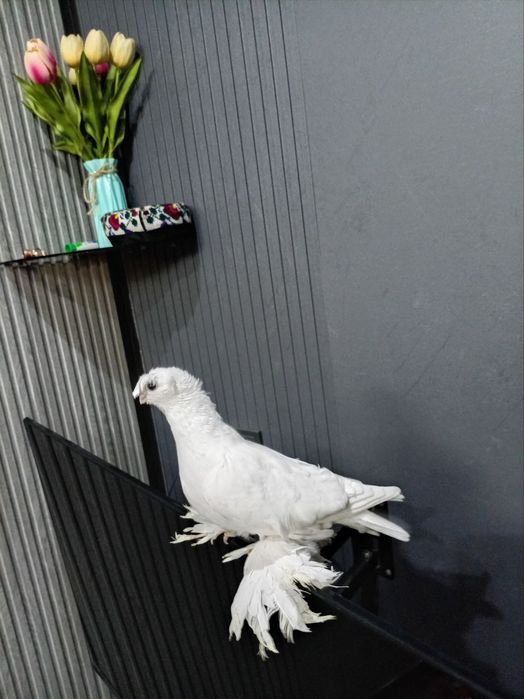 Oq dvuxchubila  sotiladi