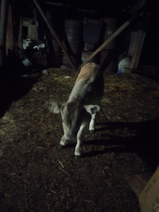 Vând vițel de o săptămână