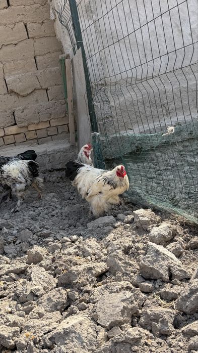 Домашние петушки