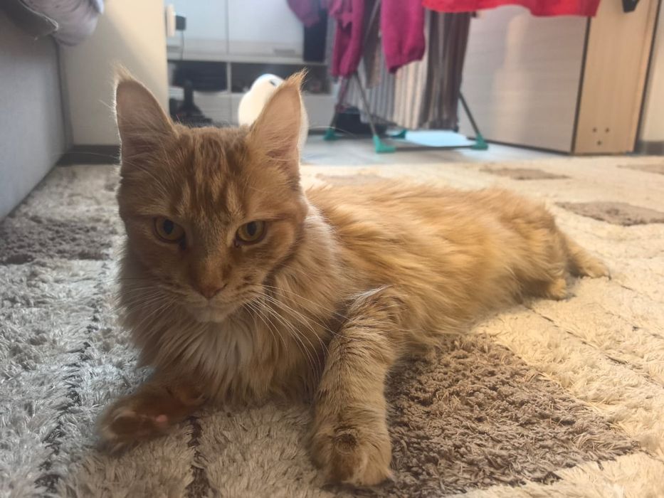 Ищу кота мейн-кун для вязки