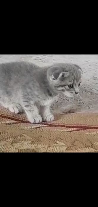 Котята кошка ...