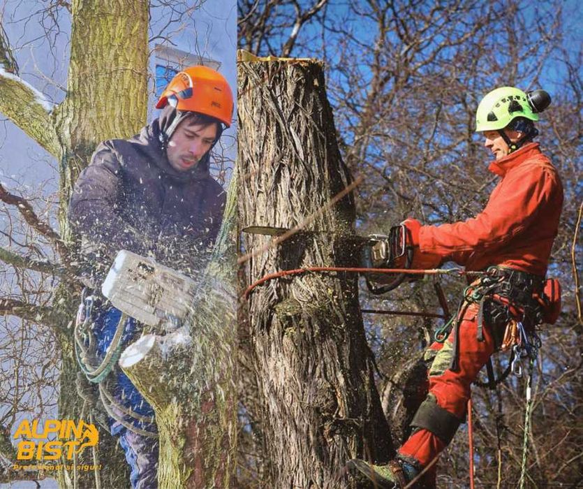 Alpinism utilitar-Reparatii |Restaurări |Toaletare |Vopsire - Bistrita