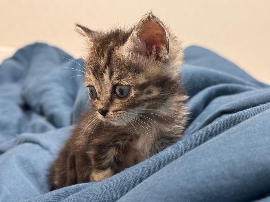 Продам котенка шотландский