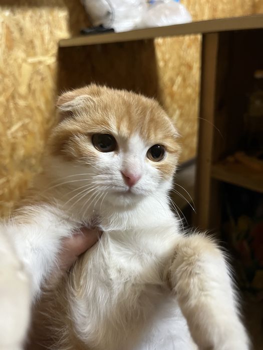 Шотландский котик Вислоуха