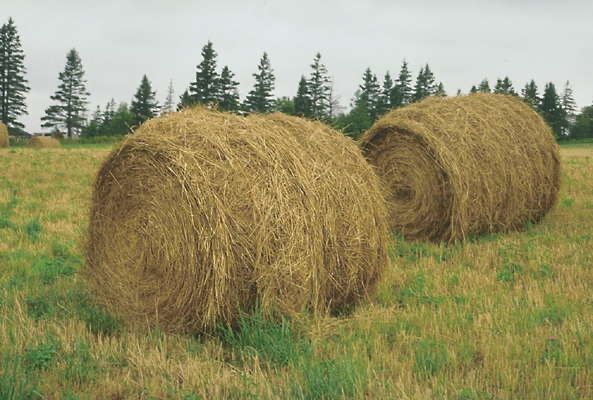 Продам сено! Свежий покос!