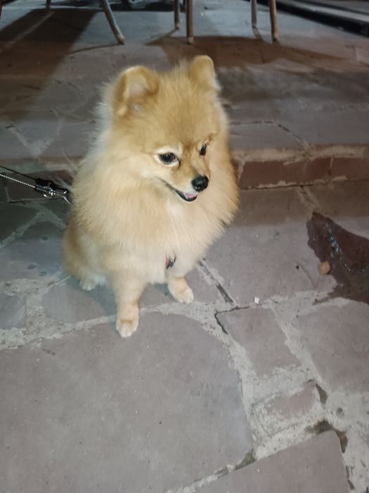 Вязка шпица мальчик