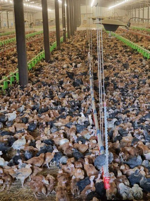 Curcani rate pui și puicuțe ouatoare