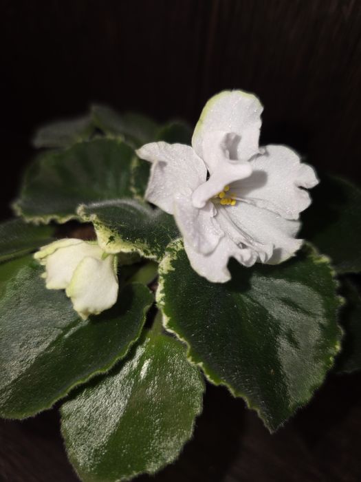 Фиалки белые. Продам.