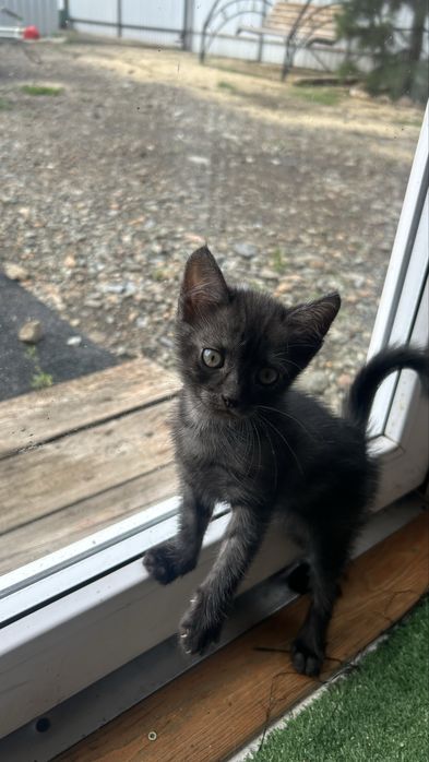 Котенок в добрые руки