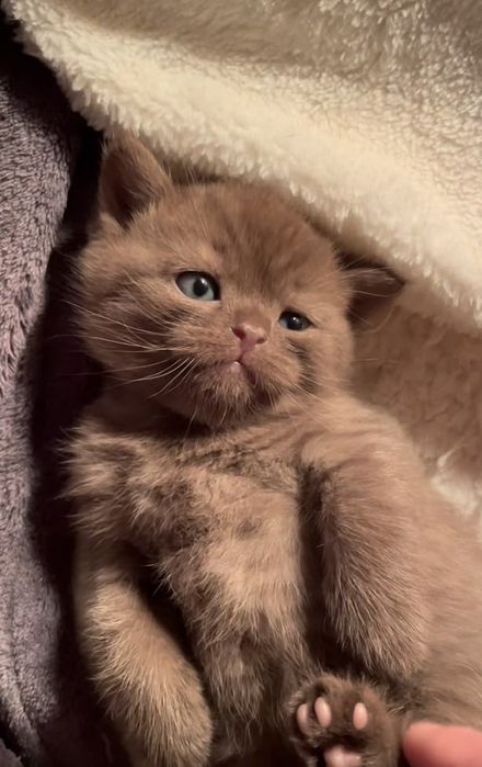 Продаются милье котята