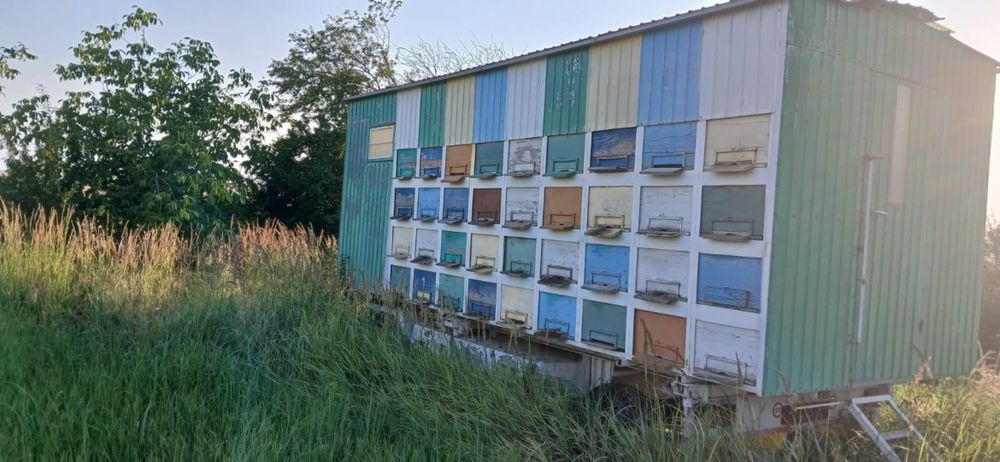 Vand pavilion apicol omologat