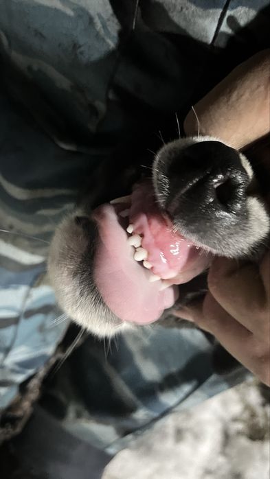 Тобет,алабай шенок