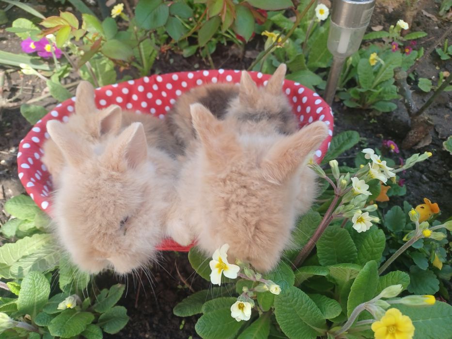 Iepurași cap de leu