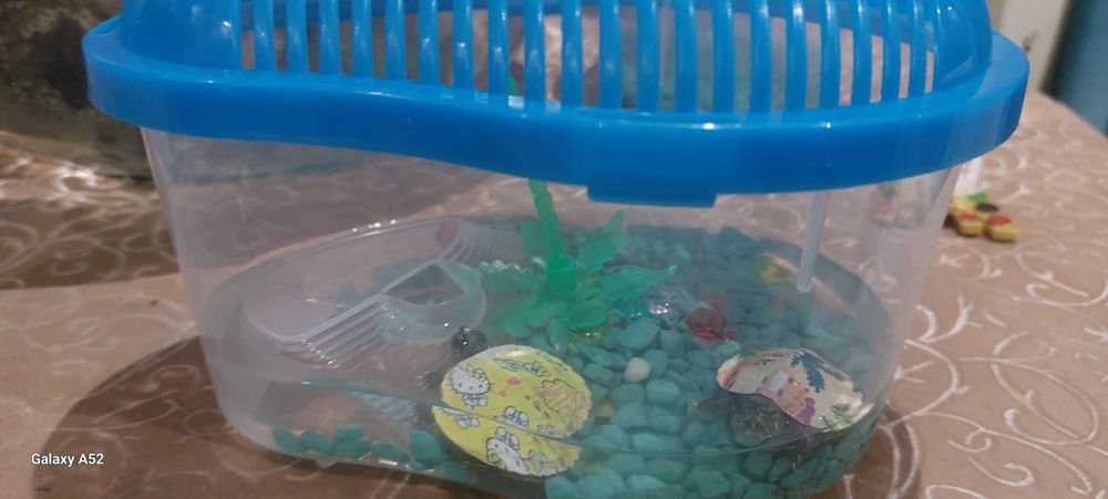 Продам черепашку