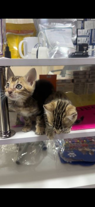 Bengal mushukcha sotiladi