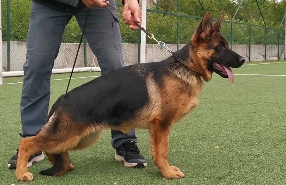 Немски овчарки с родословие.