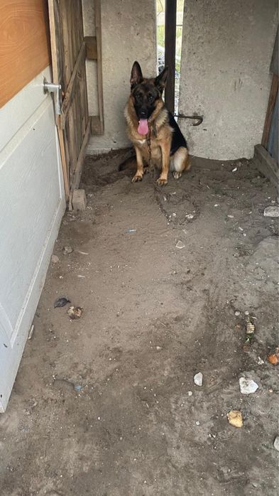 Продам щенки немецкая овчарка