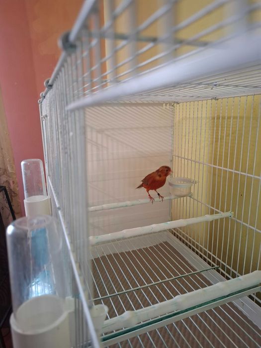Canari agat roșu