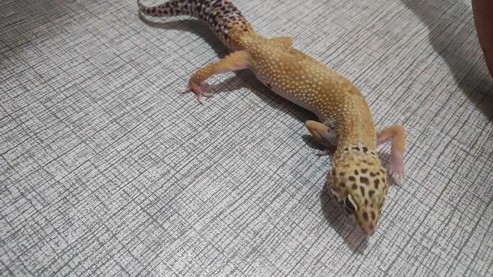 Эублефары разного возраста