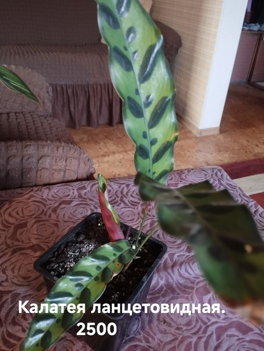 Продам комнатные растения Калатеи