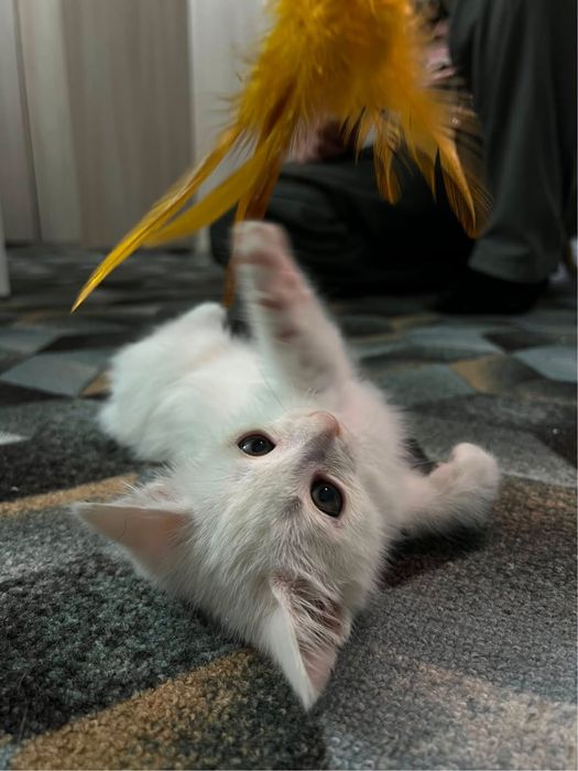 Отдам котенка в добрые руки