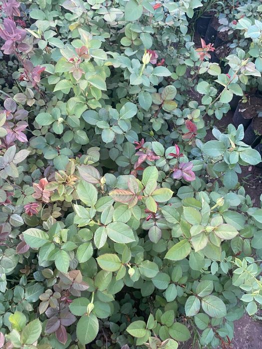 Розы  розы  розы