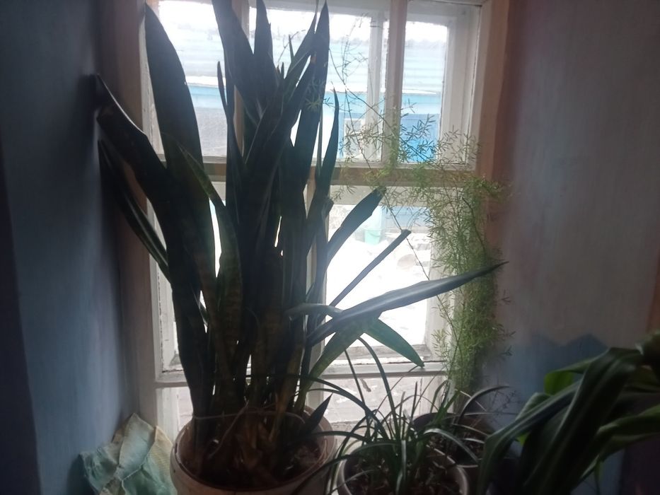 Домашние цветы  от 1000 до 15000