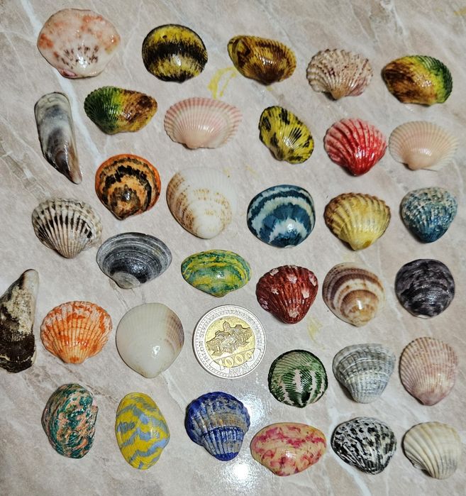 Красивые ракушки.