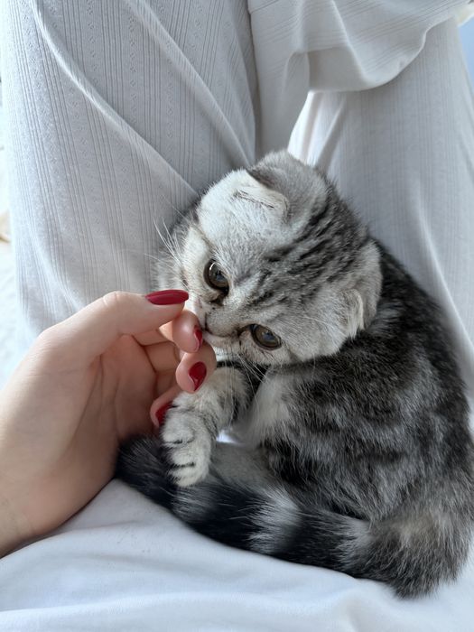 Продам котенка скоттиш фолд