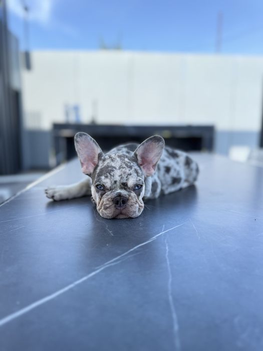 Bulldog Francez Luxurious Frenchie House