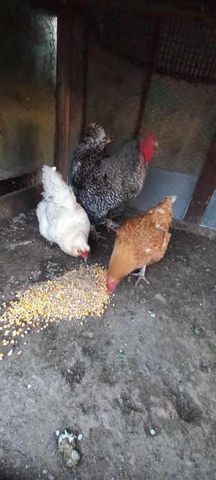 Vînd sau Schimb COCOȘ DE Rasă ȘI 2 Găini