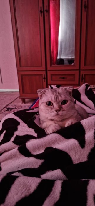 Пропала кошка на 8 микрорайоне