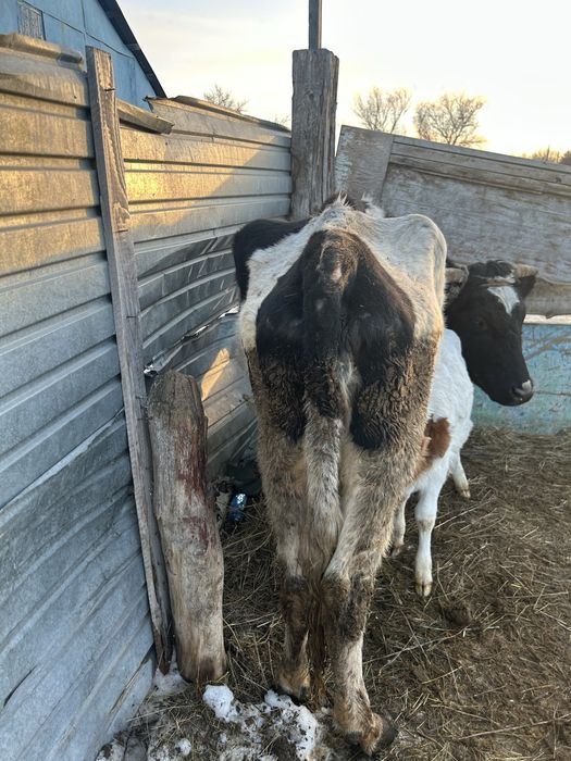 Бұзаулы сиыр сатылады