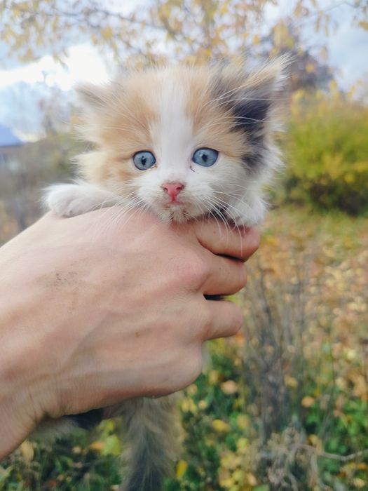 Отдам даром котёнка девочку