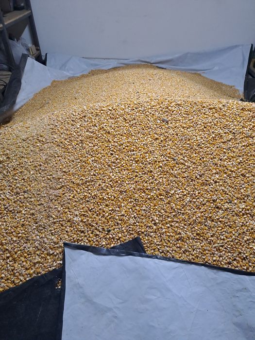 De vanzare porumb 0.80 bani