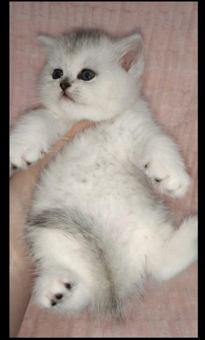 Продаётся чистокровная британская девочка