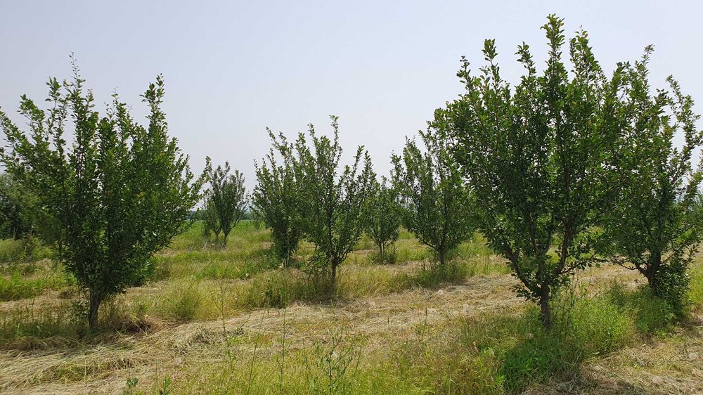 Продава се Земеделски имот в Асеновград -  кв.м за 1943 €/дка - Снимка #9